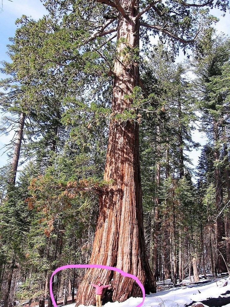 Seedsforbrains giant-sequoia seeds packet for outdoor planting and long-term landscape plans.