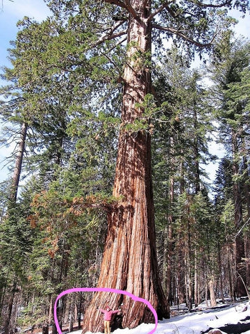 Seedsforbrains giant-sequoia seeds packet for outdoor planting and long-term landscape plans.