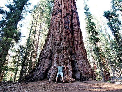Seedsforbrains seed-germination-giant-sequoia demonstrates sprouting potential for patient gardeners.