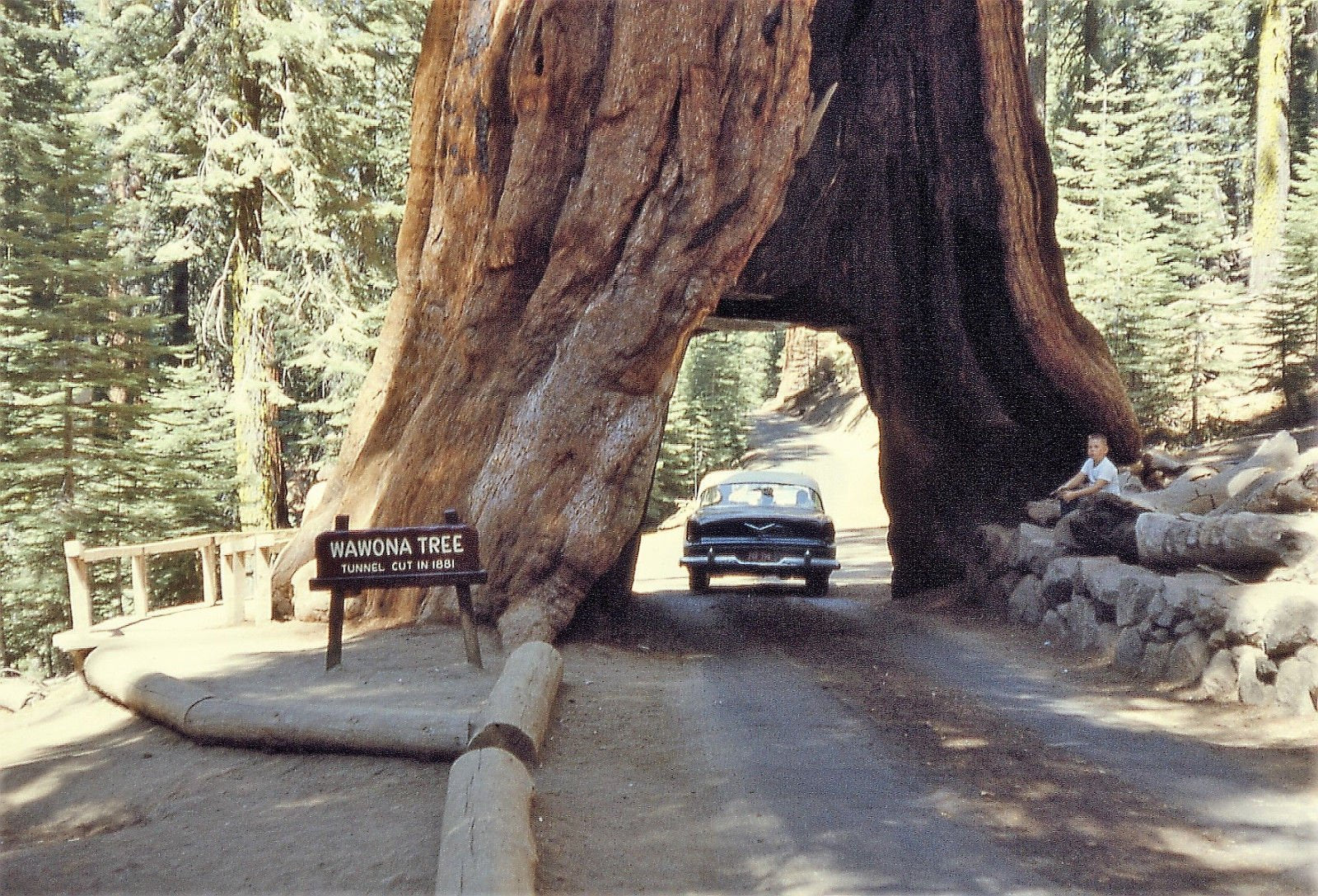Seedsforbrains sequoia-giganteum-seeds-detail highlights premium seeds for resilient growth.
