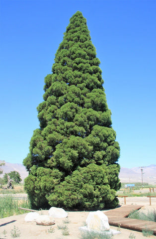 Seedsforbrains sierra-redwood-tree-seeds image emphasizes iconic canopy potential and garden value.