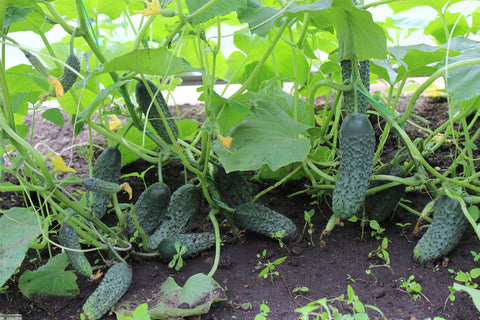 Soil-friendly care for Titus F1 with compost and mulch.