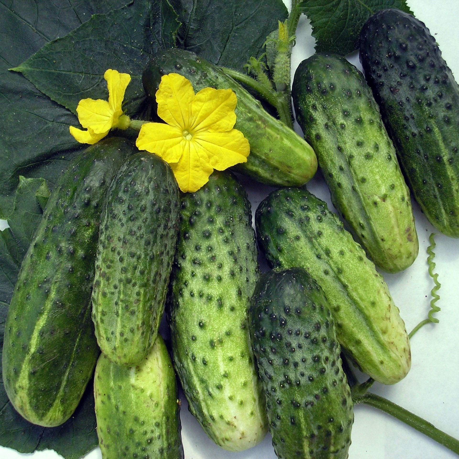 Cucumber vine growing in sunny garden with Titus F1.