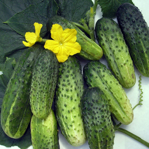 Cucumber vine growing in sunny garden with Titus F1.