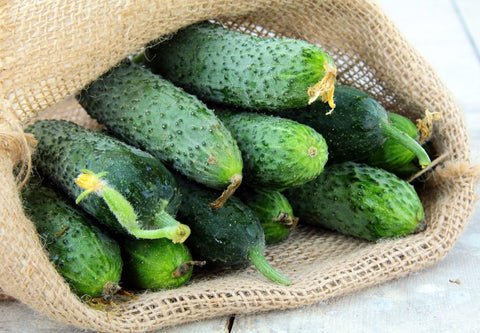Harvested Titus F1 cucumbers, 4–5 inches long.
