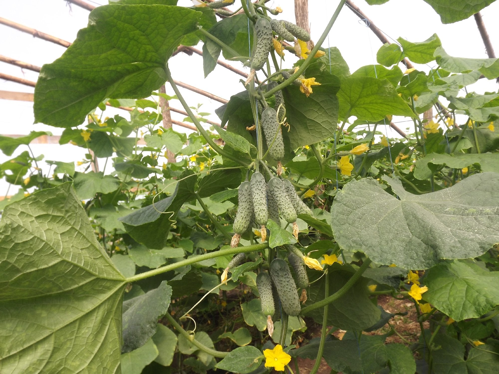 Pickling cucumbers from Titus F1 ready for jars.