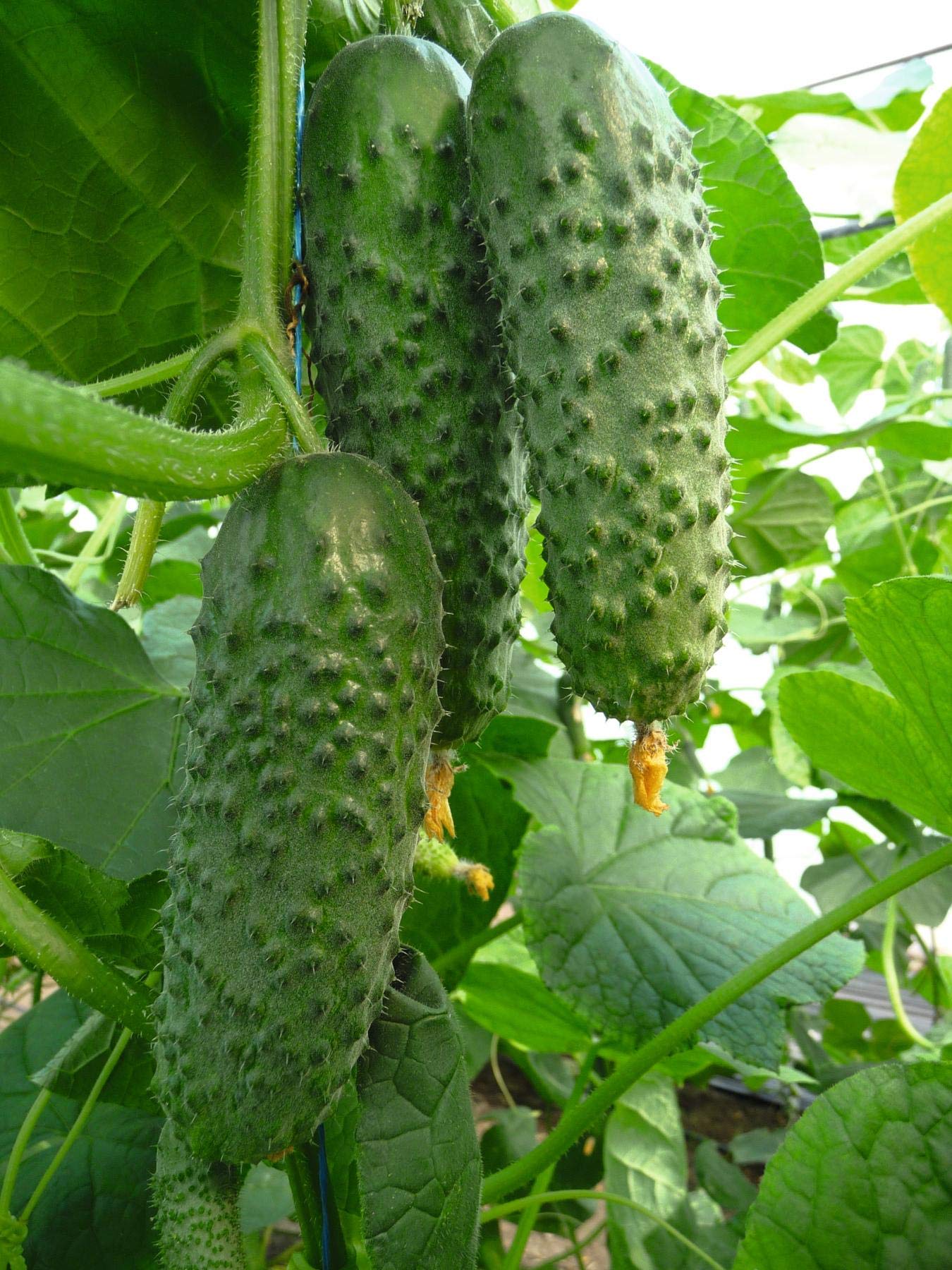 Trellised Titus F1 cucumber rows keep fruit clean.
