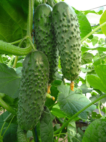 Trellised Titus F1 cucumber rows keep fruit clean.
