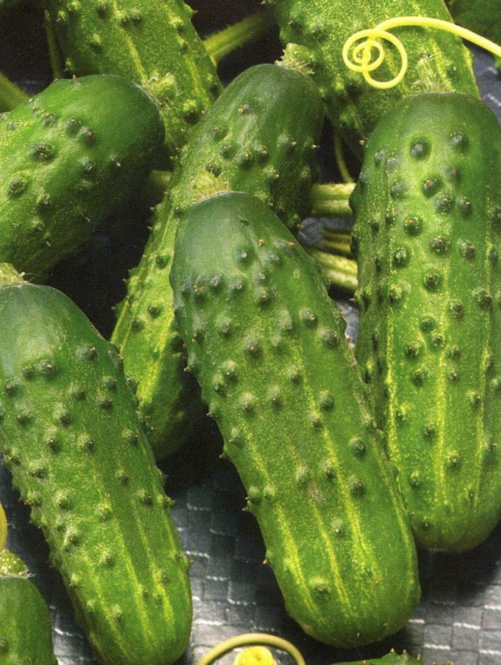 Titus F1 suited to USDA zones 4–11 across climates.