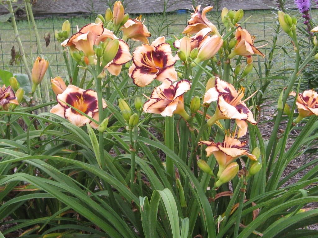 Seedville Daylily mixed colors border-planted for bright edges.