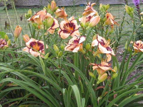 Seedville Daylily mixed colors border-planted for bright edges.