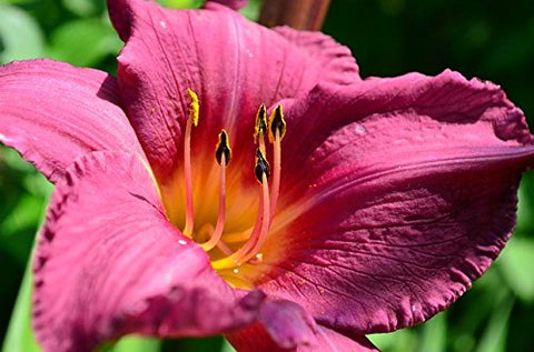 Seedville Daylily mixed colors container-ready for patios.