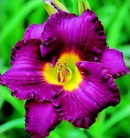 Seedville Daylily drought-tolerant and soil-flexible garden plant.