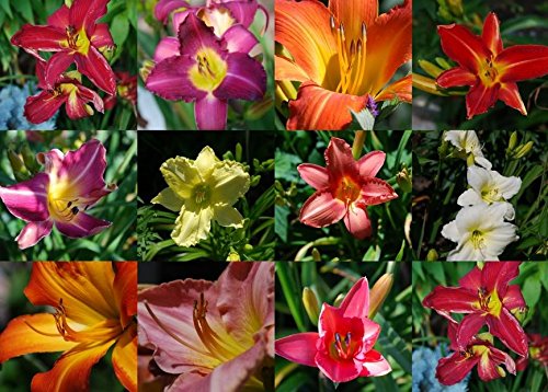 Seedville Daylily mixed colors bloom close-up for vibrant garden color.