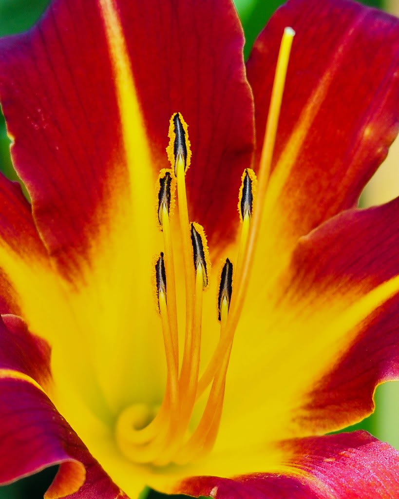 Seedville Daylily mixed colors flower display in sunny border.