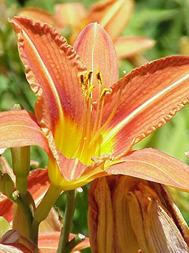 Seedville Daylily mixed colors lush foliage forms neat clumps.