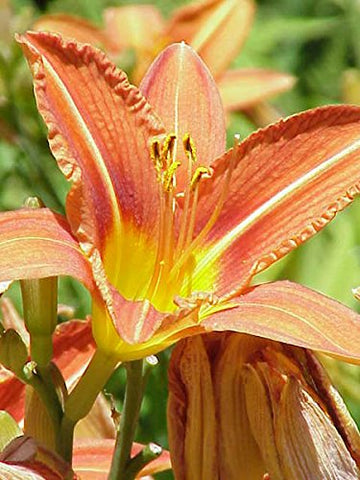 Seedville Daylily mixed colors lush foliage forms neat clumps.