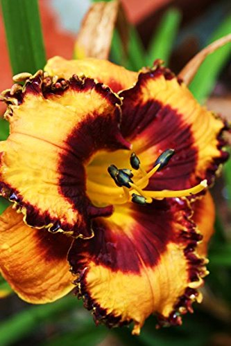 Seedville Daylily rebloom potential adds ongoing color.