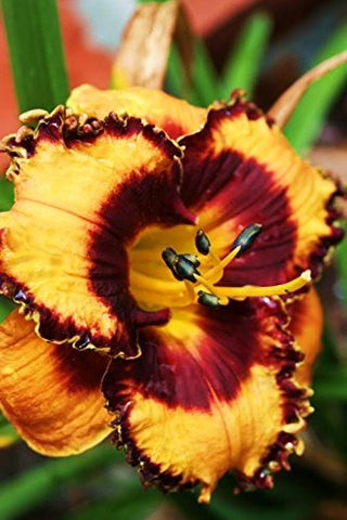 Seedville Daylily rebloom potential adds ongoing color.