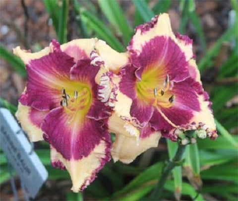 Seedville Daylily mixed colors spring blooms attract pollinators.