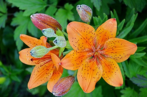 Seedville Daylily winter dormancy fades with seasonal cycles.