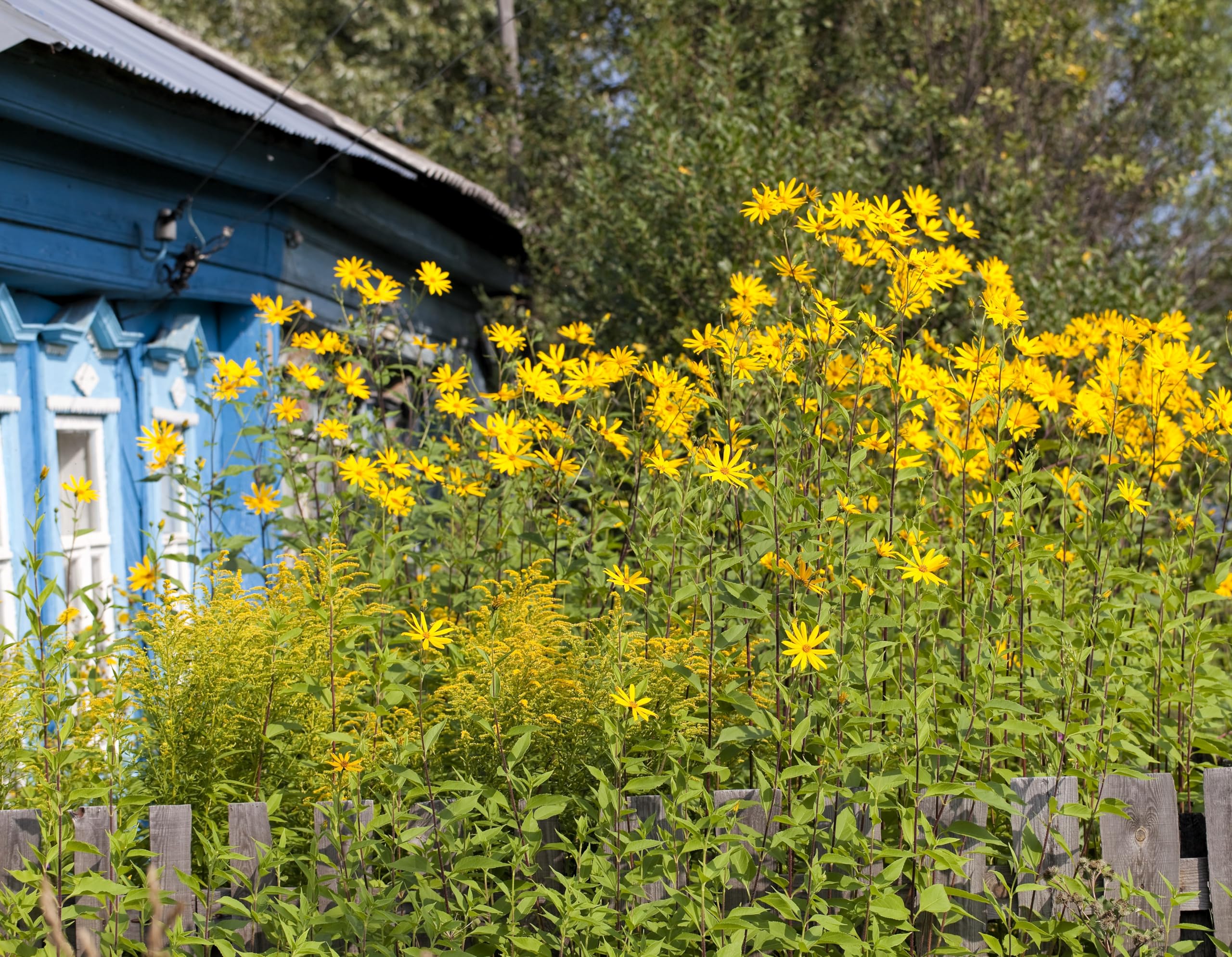 Mature Seedville Jerusalem Artichoke plant reaching tall height