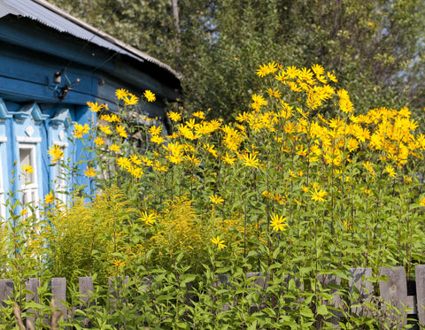 Mature Seedville Jerusalem Artichoke plant reaching tall height