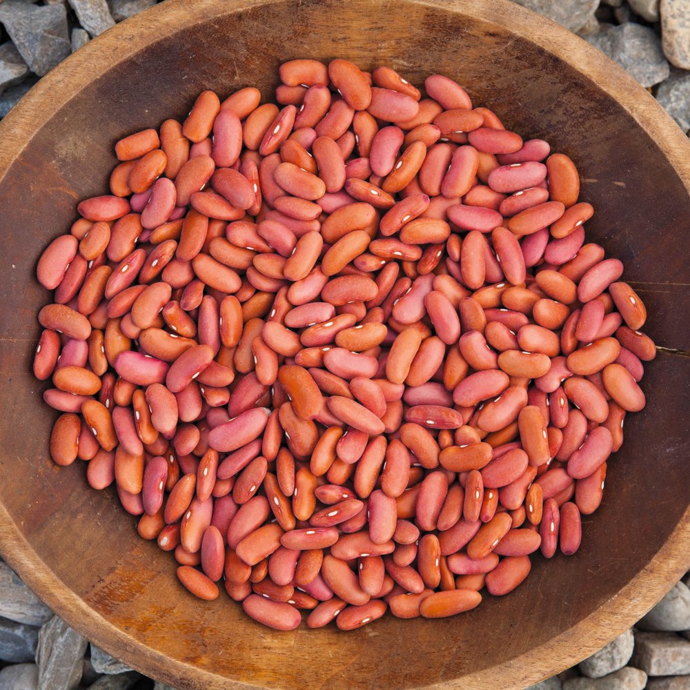 Seedz Light Red Kidney Dry Bean Seeds garden setup for cool-season harvest.