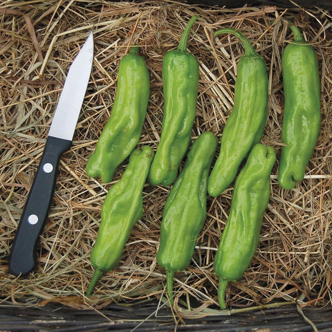 Seedz open-pollinated Shishito pepper seeds close-up on healthy foliage for heirloom home gardening.