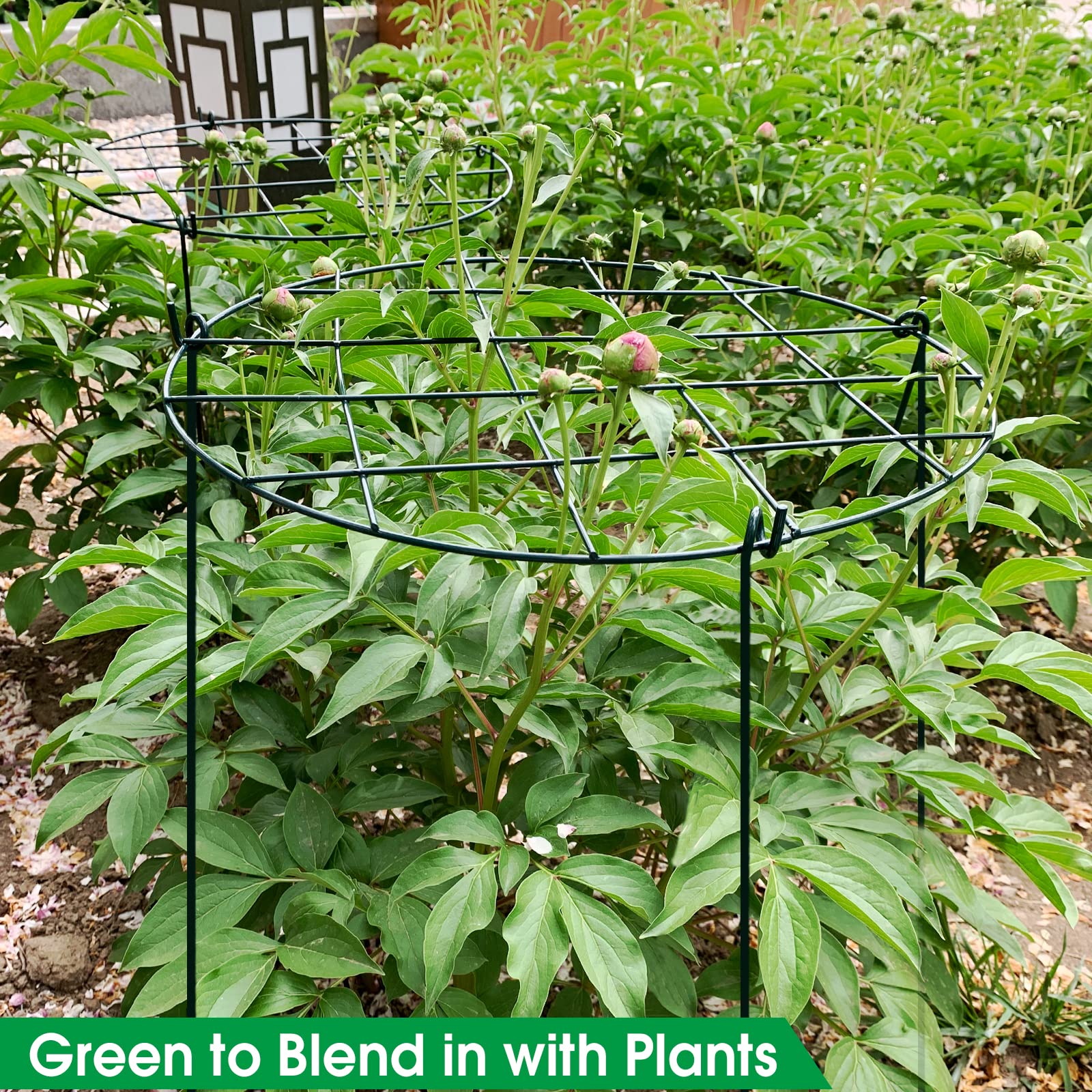 Sekcen hoop cage supports large blooms like peonies and dahlias without crowding.
