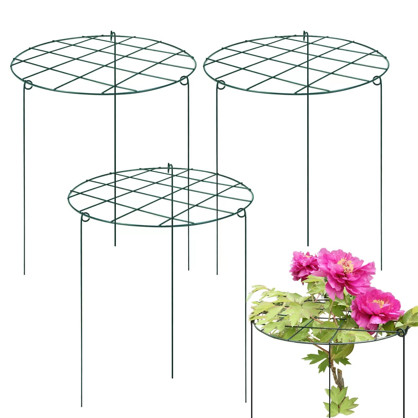 Sekcen peony support cage with 16x24 hoop keeps stems upright and blooms protected.