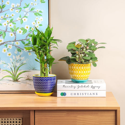 Selamica ceramic pot with drip tray for easy watering.