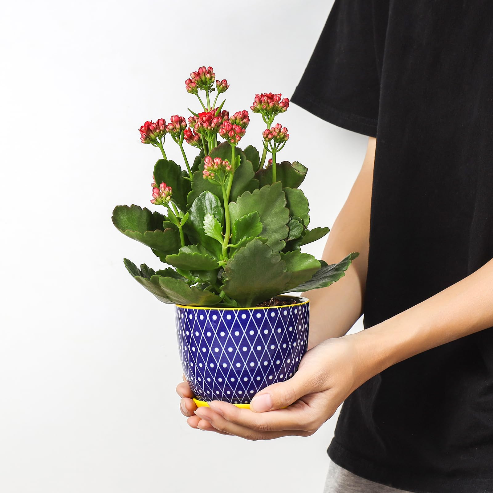 Selamica ceramic succulent pot with drainage hole for healthier roots.