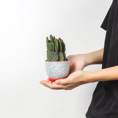 Selamica ceramic pot with saucer for clean surfaces and decor.