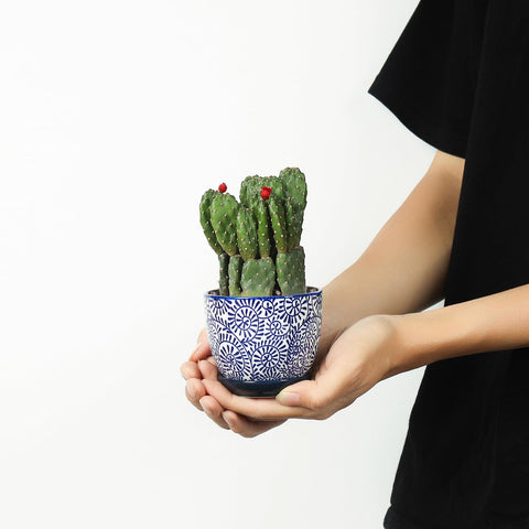 Selamica succulent pot with drainage hole and saucer for mess-free watering