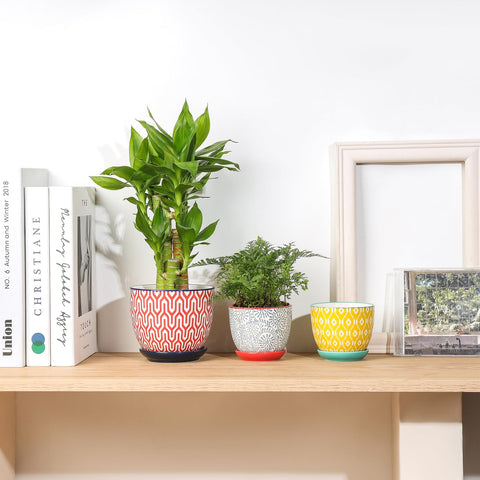 Selamica 4-pack adds color to windowsill decor.