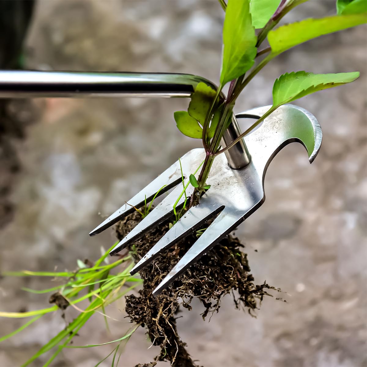 Semifrut uprooting tool ideal for bed prep and planting.