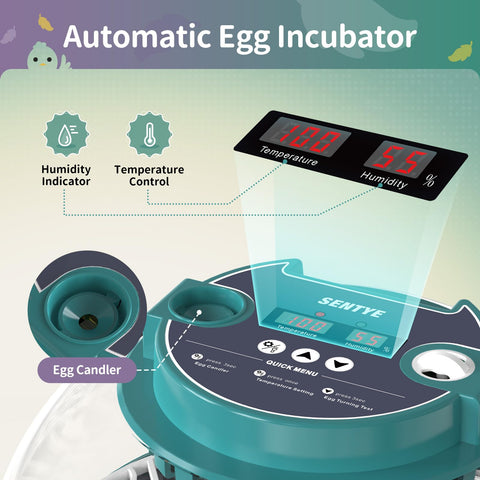 SENTYE incubator LED display shows precise temperature and humidity for reliability