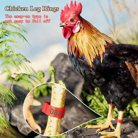 senylanhxy reusable non-toxic plastic rings for durable poultry tagging