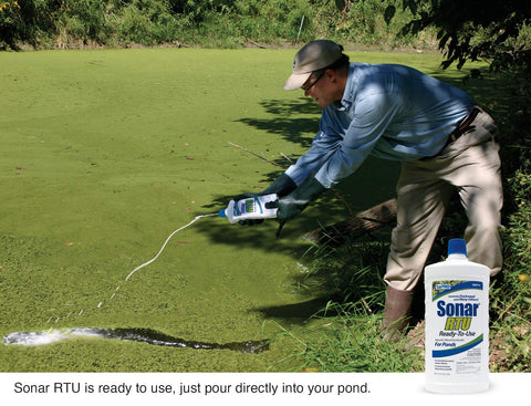 Duckweed on a pond before Sonar RTU treatment.