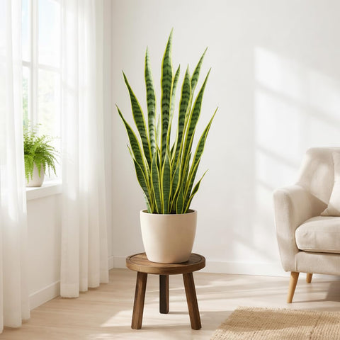 SEQUEDA mid-century plant stool complements living rooms while elevating your greenery.