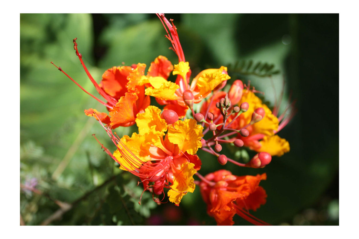 Serendipity Seeds Pride of Barbados red peacock flower in bloom in a sunny garden, attracting butterflies