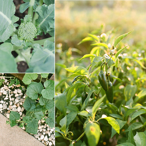 Sereniseed bean seeds pack 20 varieties for easy cool-season cropping