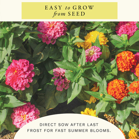 Sereniseed Cut and Come Again Zinnia Seeds for reliable germination.