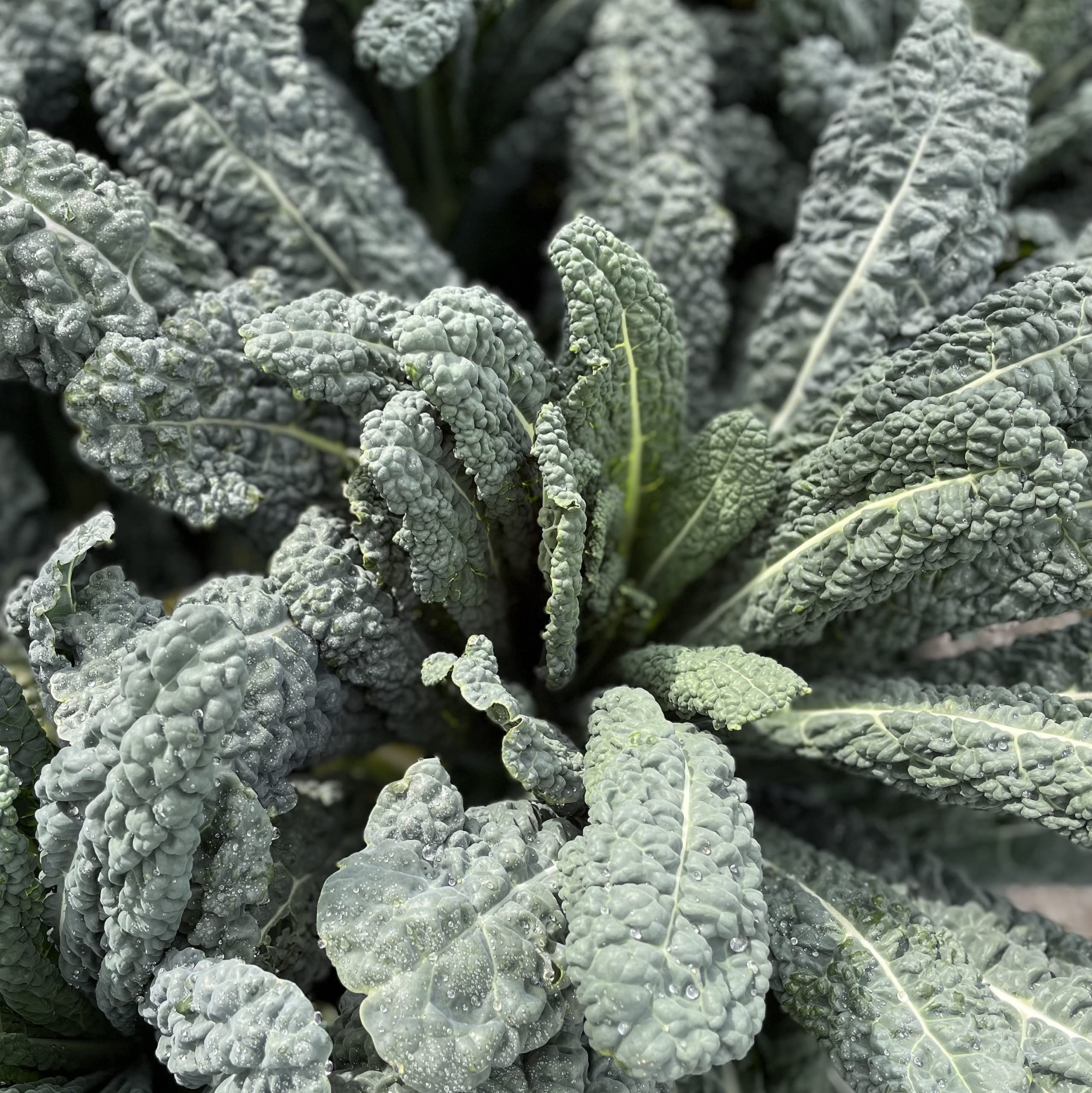 Sereniseed Dark Lolla Rossa seeds add vibrant leaves to salads