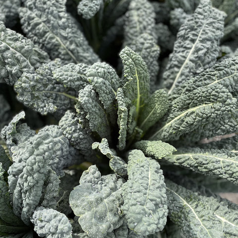 Sereniseed Dark Lolla Rossa seeds add vibrant leaves to salads