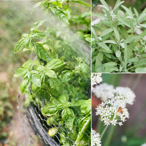 Sereniseed dill seed pack supports fresh-tasting cuts for sauces and pickles.