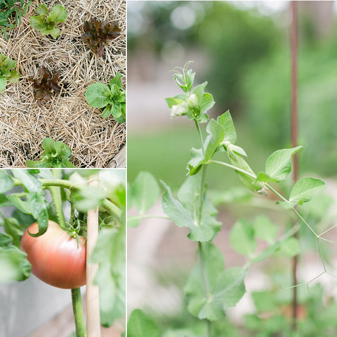 Sereniseed jalapeno seeds pack 20 varieties for spicy homegrown peppers