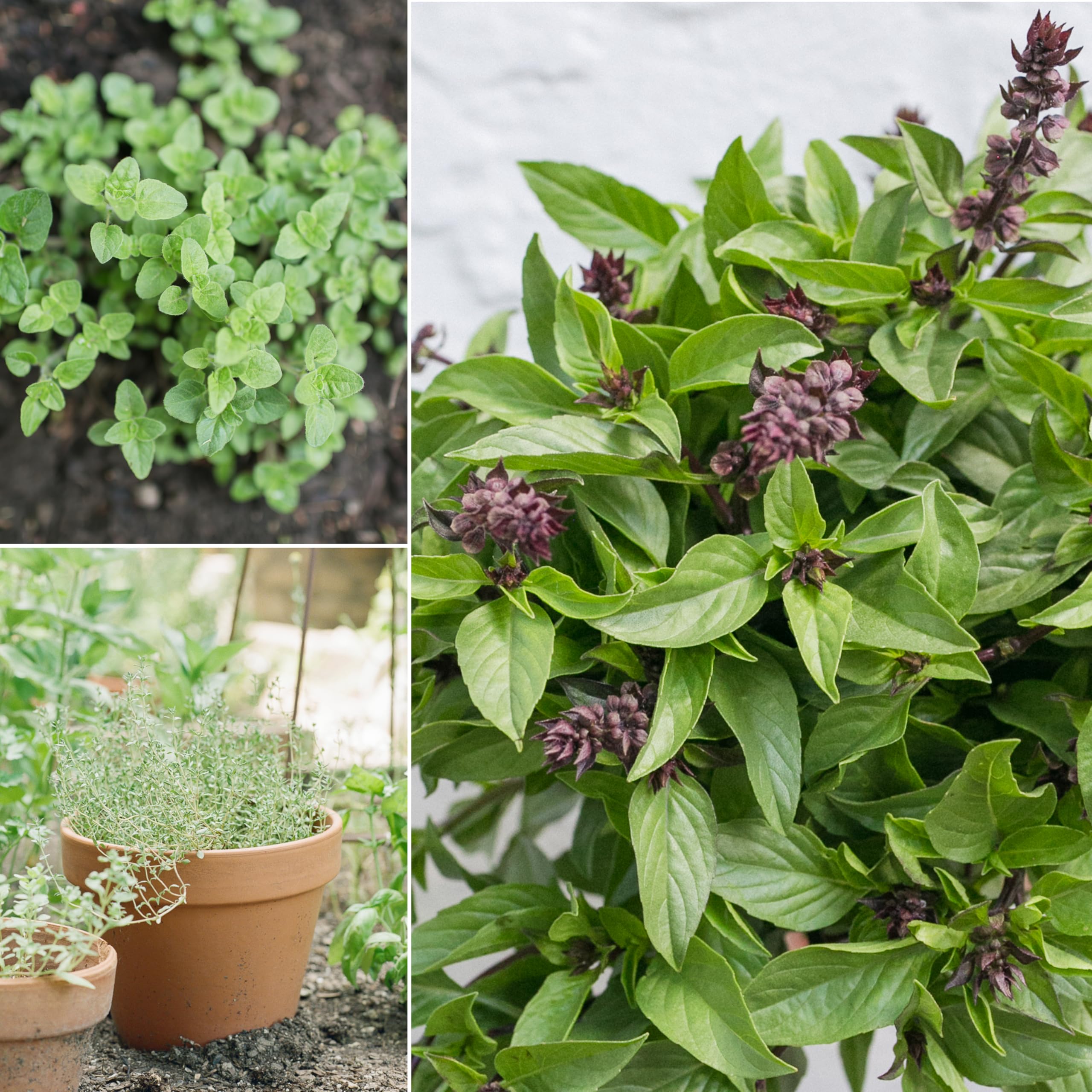 Sereniseed lavender seed pack adds calming aroma to herb beds.
