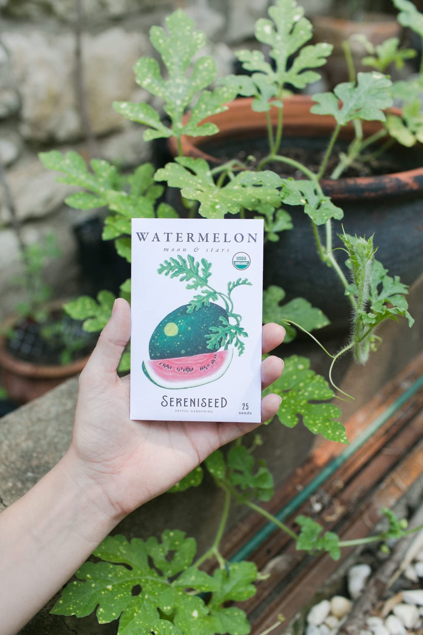 Sereniseed lettuce seeds pack 20 varieties for fresh greens all season